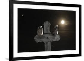 Long Eared Owl (Asio Otus) Chicks Perched on a Cross-Bence Mate-Framed Photographic Print