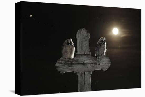 Long Eared Owl (Asio Otus) Chicks Perched on a Cross-Bence Mate-Stretched Canvas