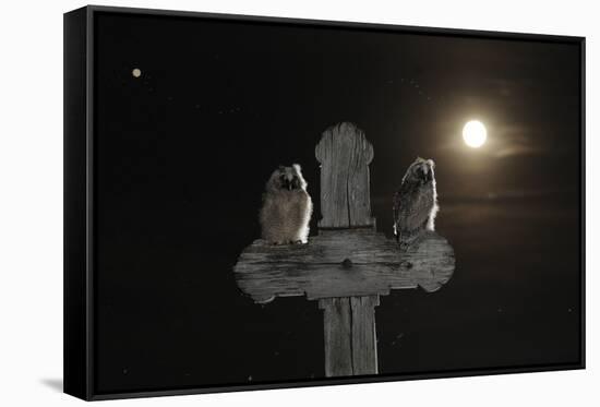 Long Eared Owl (Asio Otus) Chicks Perched on a Cross-Bence Mate-Framed Stretched Canvas