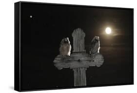 Long Eared Owl (Asio Otus) Chicks Perched on a Cross-Bence Mate-Framed Stretched Canvas