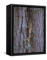 Long Eared Owl (Asio Otus) in Winter, Scotland, UK, Europe-David Tipling-Framed Stretched Canvas