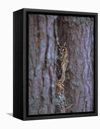 Long Eared Owl (Asio Otus) in Winter, Scotland, UK, Europe-David Tipling-Framed Stretched Canvas