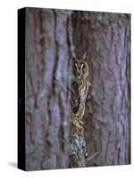 Long Eared Owl (Asio Otus) in Winter, Scotland, UK, Europe-David Tipling-Stretched Canvas