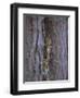 Long Eared Owl (Asio Otus) in Winter, Scotland, UK, Europe-David Tipling-Framed Photographic Print