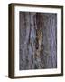 Long Eared Owl (Asio Otus) in Winter, Scotland, UK, Europe-David Tipling-Framed Photographic Print