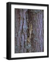 Long Eared Owl (Asio Otus) in Winter, Scotland, UK, Europe-David Tipling-Framed Photographic Print