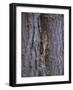 Long Eared Owl (Asio Otus) in Winter, Scotland, UK, Europe-David Tipling-Framed Photographic Print