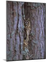 Long Eared Owl (Asio Otus) in Winter, Scotland, UK, Europe-David Tipling-Mounted Photographic Print