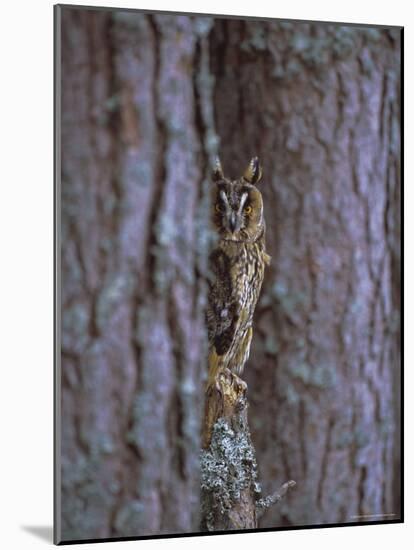 Long Eared Owl (Asio Otus) in Winter, Scotland, UK, Europe-David Tipling-Mounted Photographic Print