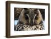 Long-eared owl (Asio otus), Kikinda, Serbia.-Sergio Pitamitz-Framed Photographic Print