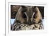 Long-eared owl (Asio otus), Kikinda, Serbia.-Sergio Pitamitz-Framed Photographic Print