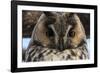 Long-eared owl (Asio otus), Kikinda, Serbia.-Sergio Pitamitz-Framed Photographic Print