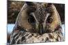 Long-eared owl (Asio otus), Kikinda, Serbia.-Sergio Pitamitz-Mounted Photographic Print