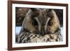 Long-eared owl (Asio otus), Kikinda, Serbia.-Sergio Pitamitz-Framed Photographic Print