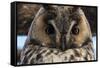 Long-eared owl (Asio otus), Kikinda, Serbia.-Sergio Pitamitz-Framed Stretched Canvas