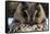Long-eared owl (Asio otus), Kikinda, Serbia.-Sergio Pitamitz-Framed Stretched Canvas