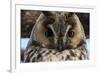 Long-eared owl (Asio otus), Kikinda, Serbia.-Sergio Pitamitz-Framed Photographic Print