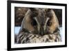 Long-eared owl (Asio otus), Kikinda, Serbia.-Sergio Pitamitz-Framed Photographic Print