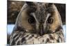 Long-eared owl (Asio otus), Kikinda, Serbia.-Sergio Pitamitz-Mounted Photographic Print