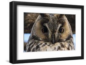 Long-eared owl (Asio otus), Kikinda, Serbia.-Sergio Pitamitz-Framed Premium Photographic Print