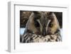 Long-eared owl (Asio otus), Kikinda, Serbia.-Sergio Pitamitz-Framed Premium Photographic Print