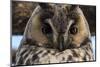 Long-eared owl (Asio otus), Kikinda, Serbia.-Sergio Pitamitz-Mounted Premium Photographic Print