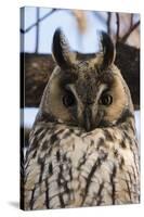 Long-eared owl (Asio otus), Kikinda, Serbia.-Sergio Pitamitz-Stretched Canvas