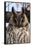 Long-eared owl (Asio otus), Kikinda, Serbia.-Sergio Pitamitz-Framed Stretched Canvas