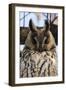 Long-eared owl (Asio otus), Kikinda, Serbia.-Sergio Pitamitz-Framed Photographic Print