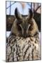 Long-eared owl (Asio otus), Kikinda, Serbia.-Sergio Pitamitz-Mounted Photographic Print