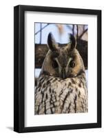 Long-eared owl (Asio otus), Kikinda, Serbia.-Sergio Pitamitz-Framed Photographic Print