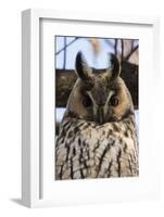 Long-eared owl (Asio otus), Kikinda, Serbia.-Sergio Pitamitz-Framed Photographic Print