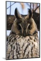 Long-eared owl (Asio otus), Kikinda, Serbia.-Sergio Pitamitz-Mounted Photographic Print