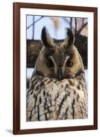 Long-eared owl (Asio otus), Kikinda, Serbia.-Sergio Pitamitz-Framed Photographic Print