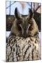 Long-eared owl (Asio otus), Kikinda, Serbia.-Sergio Pitamitz-Mounted Photographic Print