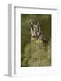 Long-eared Owl, Asio otus, Montana-Adam Jones-Framed Photographic Print