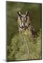 Long-eared Owl, Asio otus, Montana-Adam Jones-Mounted Photographic Print