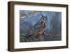 Long-Eared Owl at Dusk-Ken Archer-Framed Photographic Print