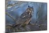 Long-Eared Owl at Dusk-Ken Archer-Mounted Photographic Print