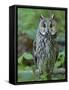 Long-eared owl. Enclosure in the Bavarian Forest National Park, Germany, Bavaria-Martin Zwick-Framed Stretched Canvas