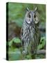 Long-eared owl. Enclosure in the Bavarian Forest National Park, Germany, Bavaria-Martin Zwick-Stretched Canvas