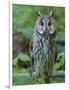 Long-eared owl. Enclosure in the Bavarian Forest National Park, Germany, Bavaria-Martin Zwick-Framed Photographic Print