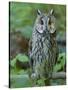 Long-eared owl. Enclosure in the Bavarian Forest National Park, Germany, Bavaria-Martin Zwick-Stretched Canvas