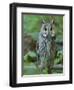 Long-eared owl. Enclosure in the Bavarian Forest National Park, Germany, Bavaria-Martin Zwick-Framed Photographic Print