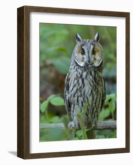 Long-eared owl. Enclosure in the Bavarian Forest National Park, Germany, Bavaria-Martin Zwick-Framed Photographic Print