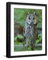 Long-eared owl. Enclosure in the Bavarian Forest National Park, Germany, Bavaria-Martin Zwick-Framed Photographic Print