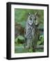 Long-eared owl. Enclosure in the Bavarian Forest National Park, Germany, Bavaria-Martin Zwick-Framed Photographic Print