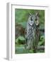 Long-eared owl. Enclosure in the Bavarian Forest National Park, Germany, Bavaria-Martin Zwick-Framed Photographic Print