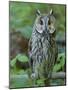 Long-eared owl. Enclosure in the Bavarian Forest National Park, Germany, Bavaria-Martin Zwick-Mounted Photographic Print