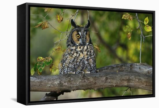 Long-Eared Owl Perched on Tree Branch-W. Perry Conway-Framed Stretched Canvas